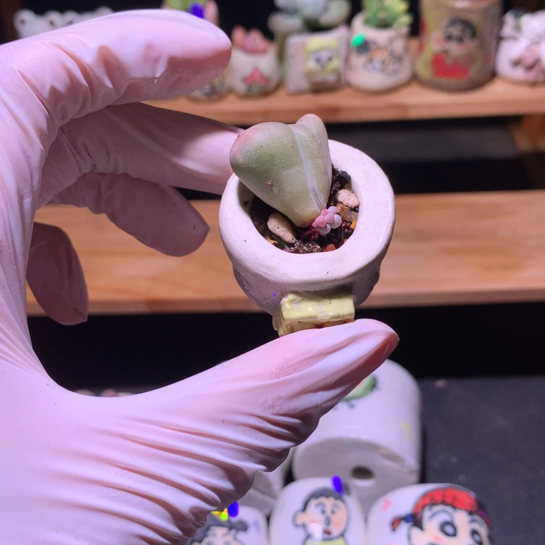 347米可奶酪叶插苗