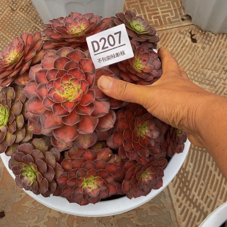 【闪购商品】207锦鲤多肉