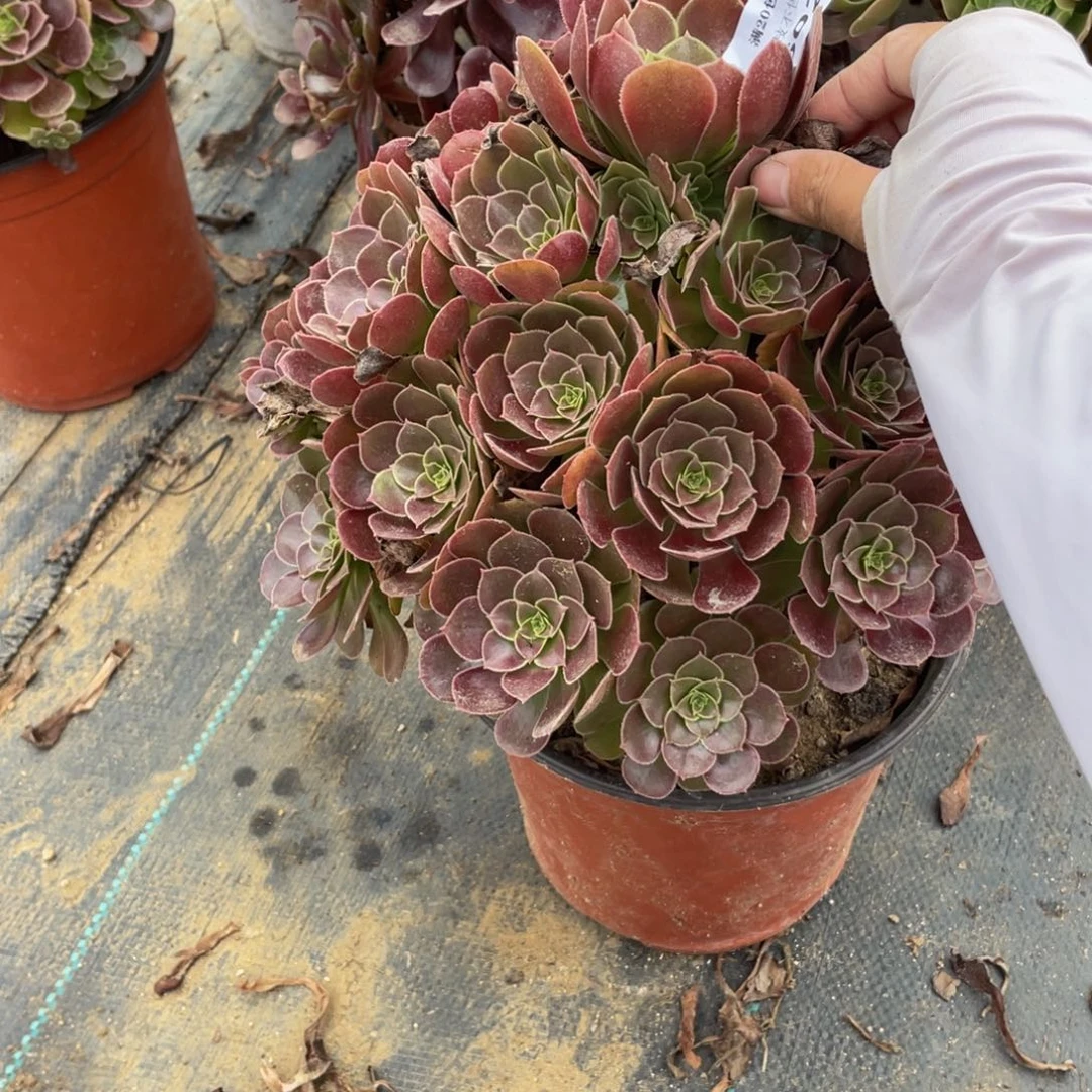 602荷兰法师多肉断枝不包
