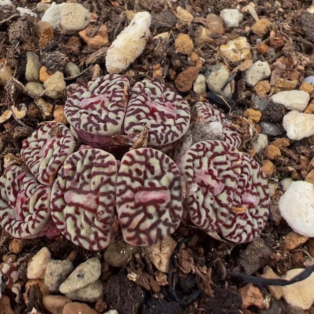 169多肉植物百科植物