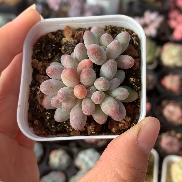 精控小苹果奶多肉