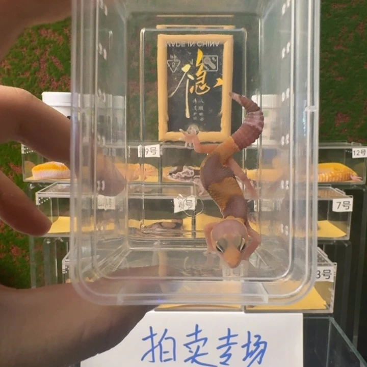 肥尾守宫橘白0元起？