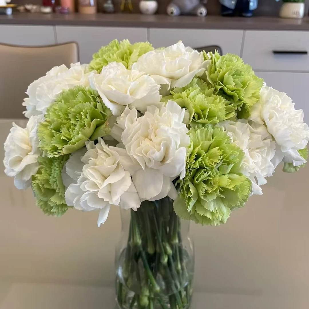 20枝薄荷冰单头康乃馨 生花苞要养开两单顺丰或京东快递