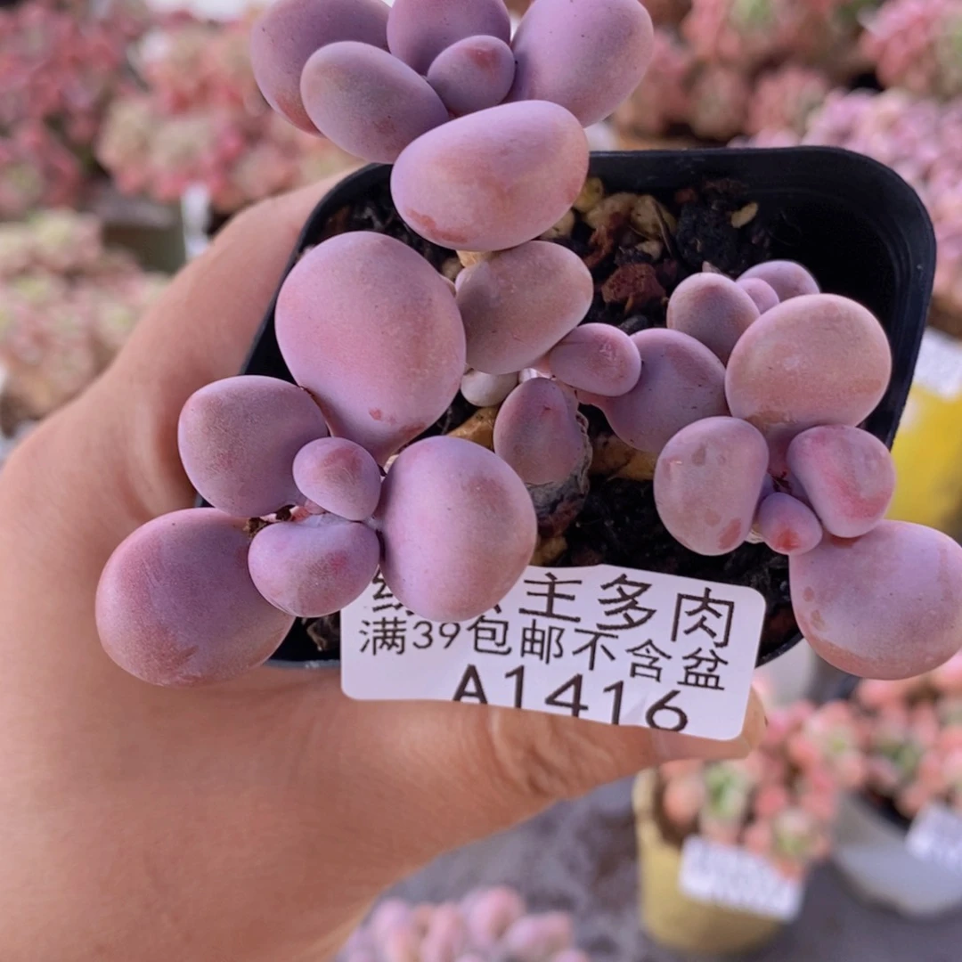腰子桃蛋6cm1416多肉植物