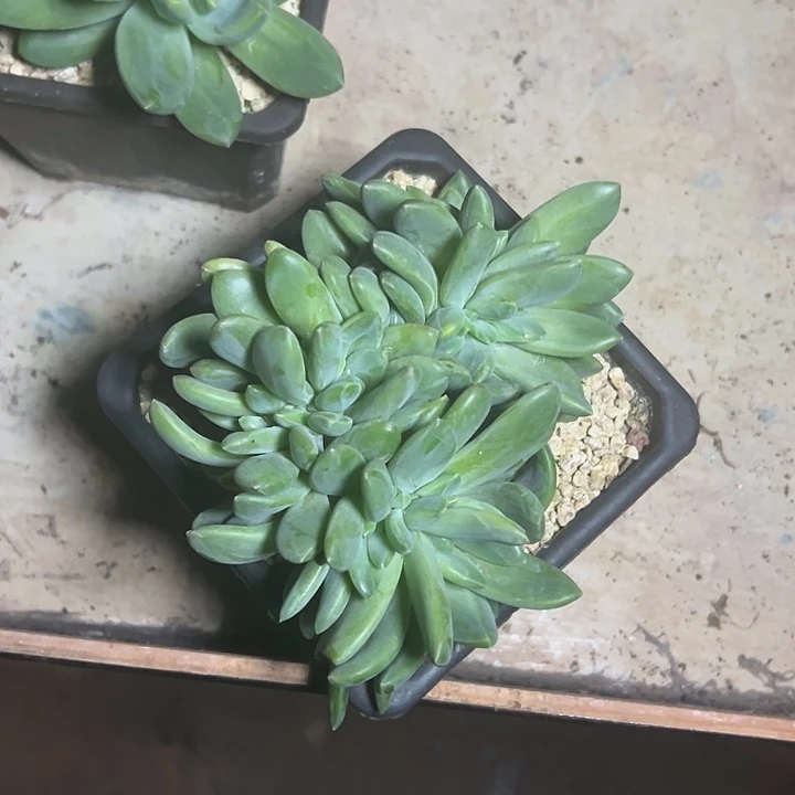 海洋之歌群生缀化多肉