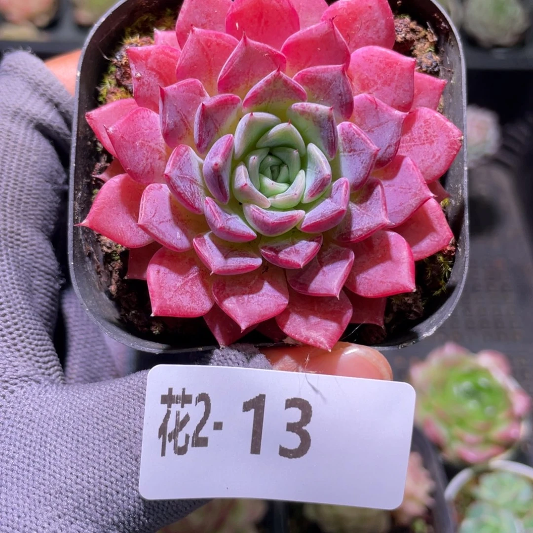 花利美  2-13胭脂