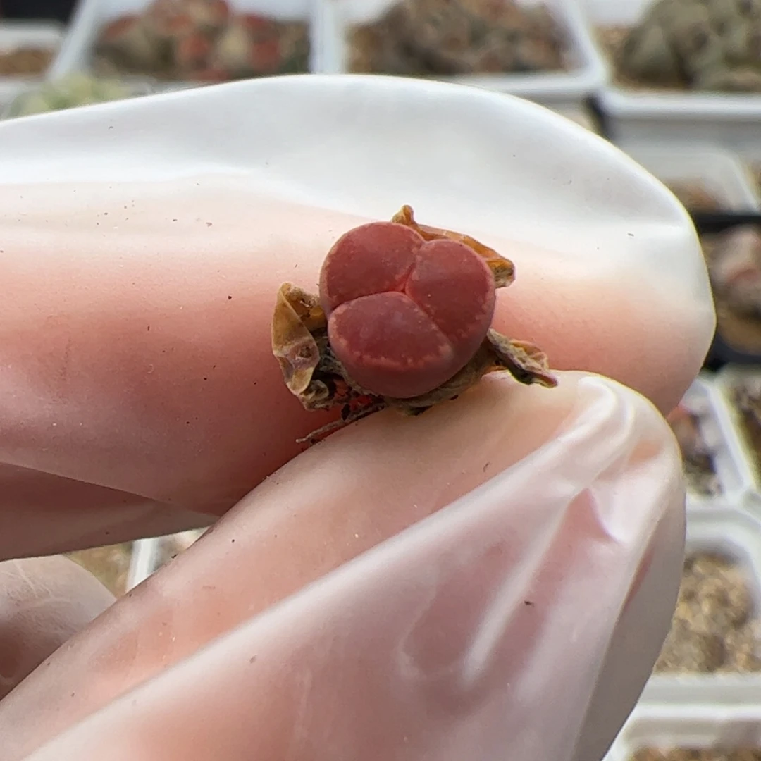 生****糖0338号 Ko 多肉植物