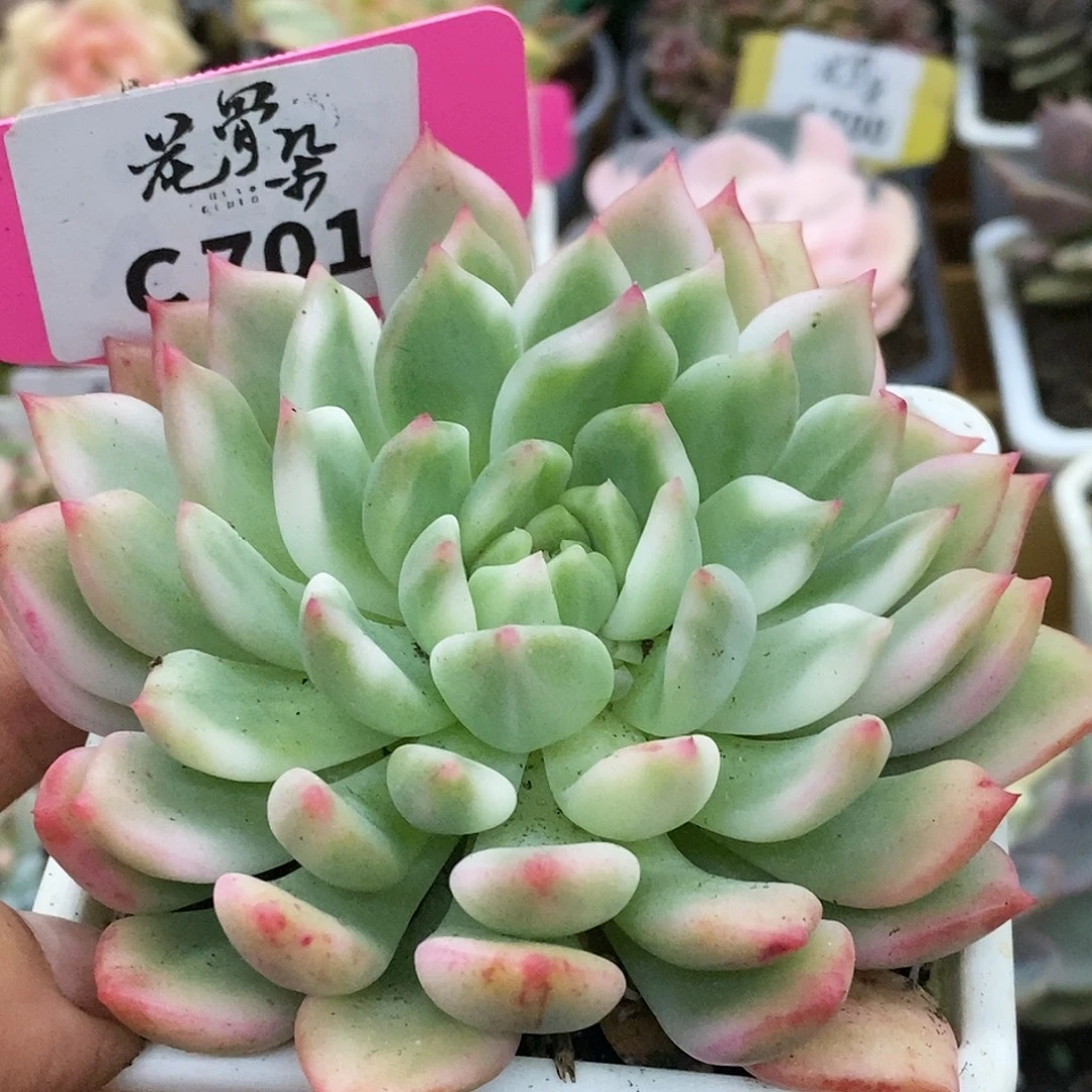 701粉红酒哈哈哈哈看