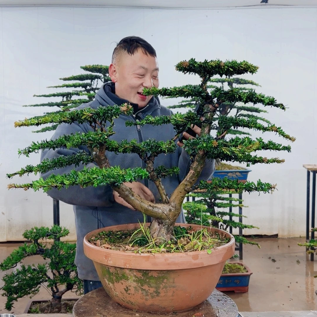 无花朵盆景园林……
