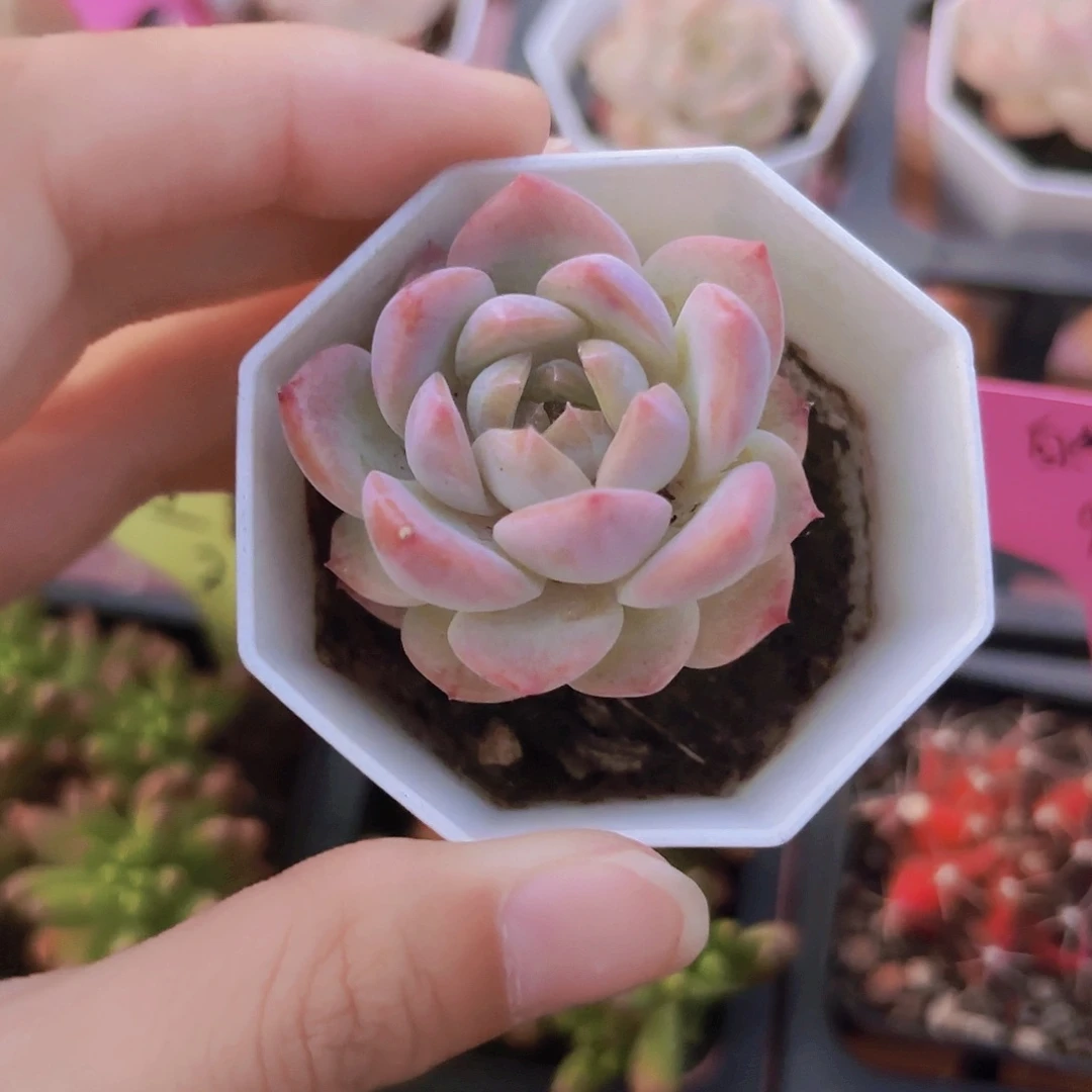 精品韩版冰魄多肉植物