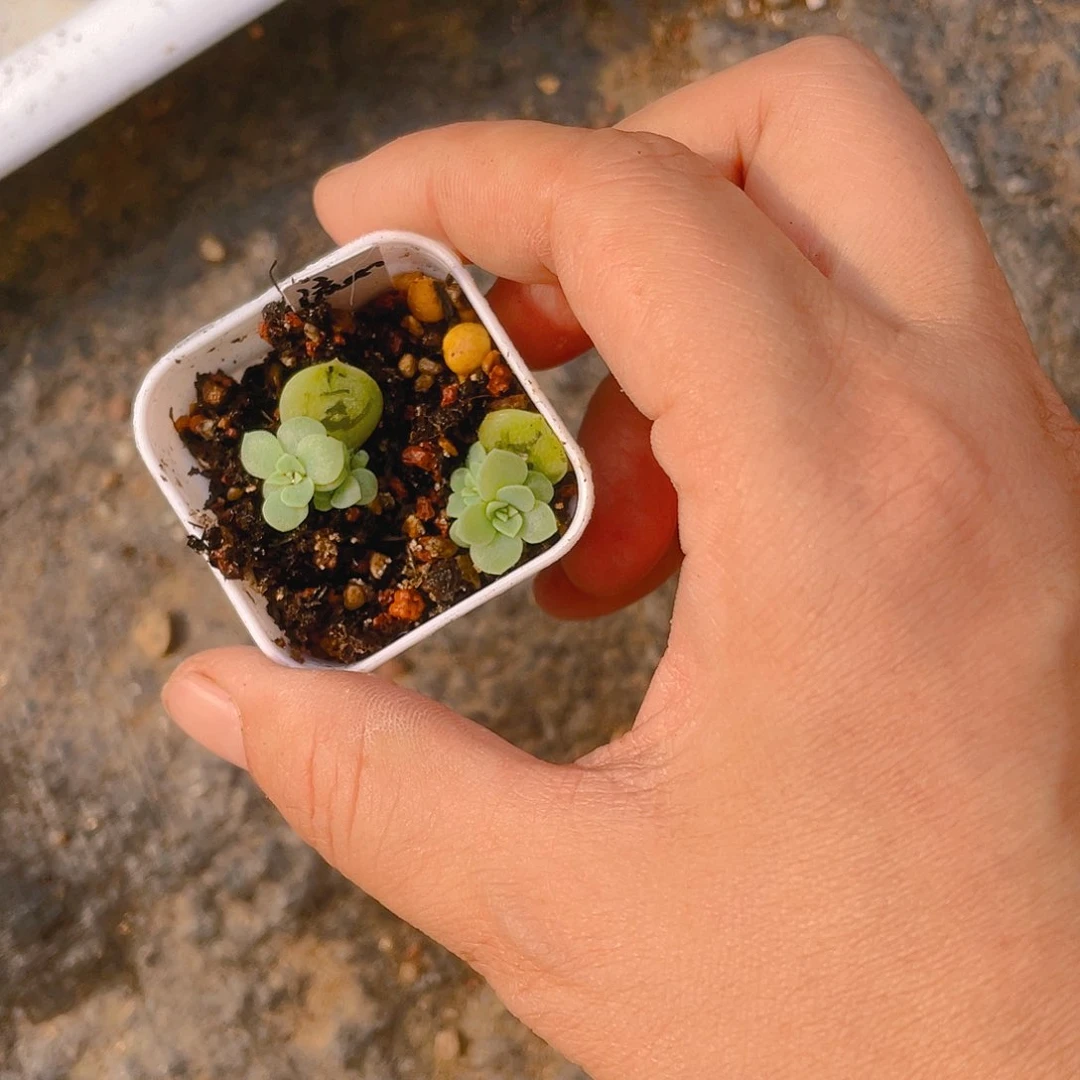 稚**鸢翡翠流心盆一个满25包邮