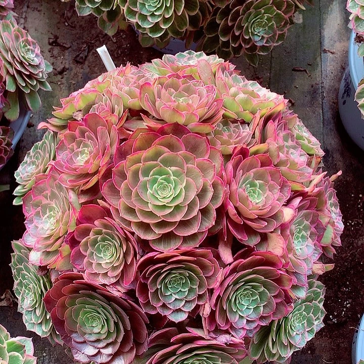 大莲花座，多肉植物