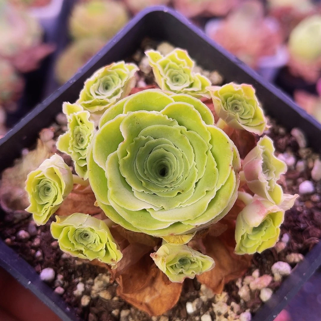 蕾丝朵丽娅 非偏远包邮 多肉