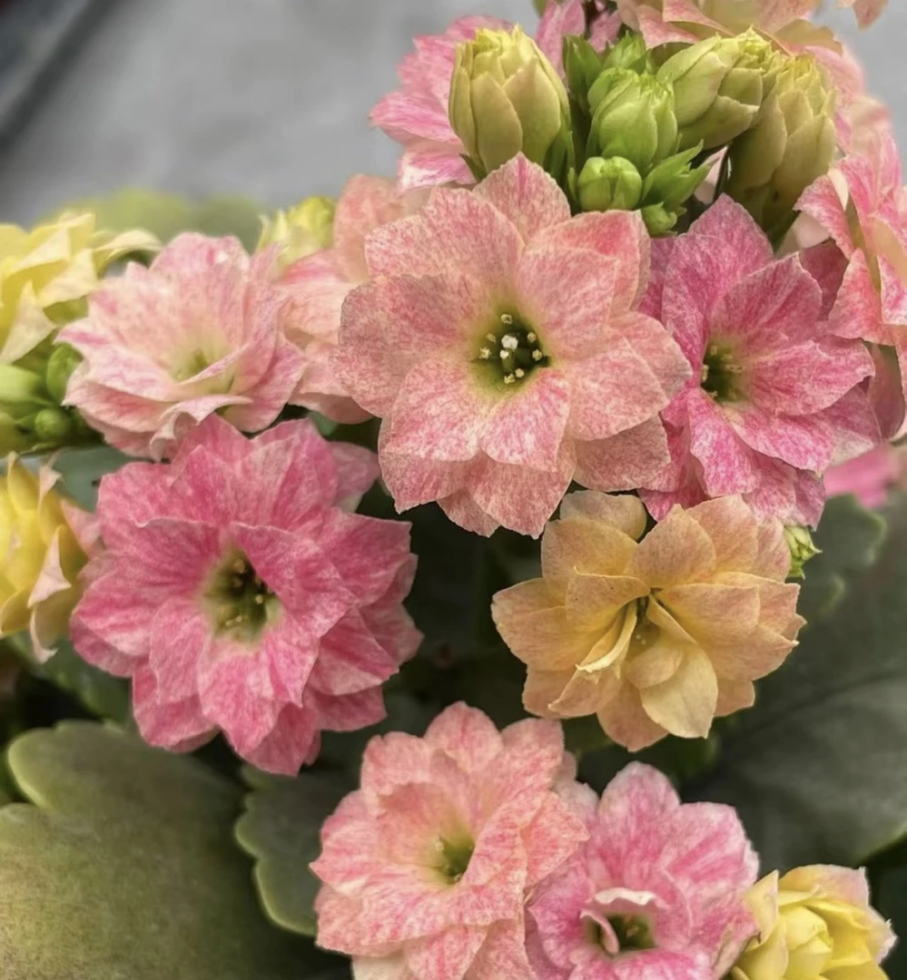 （彩虹糖）110盆长寿稀有大花品种产地直发名贵长寿花