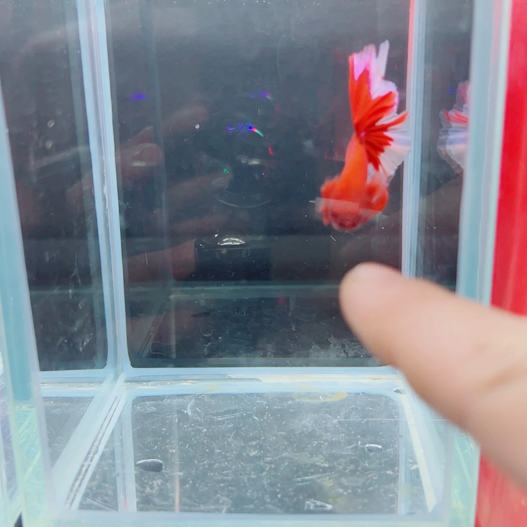 斗鱼我****?赤道斗鱼水族馆