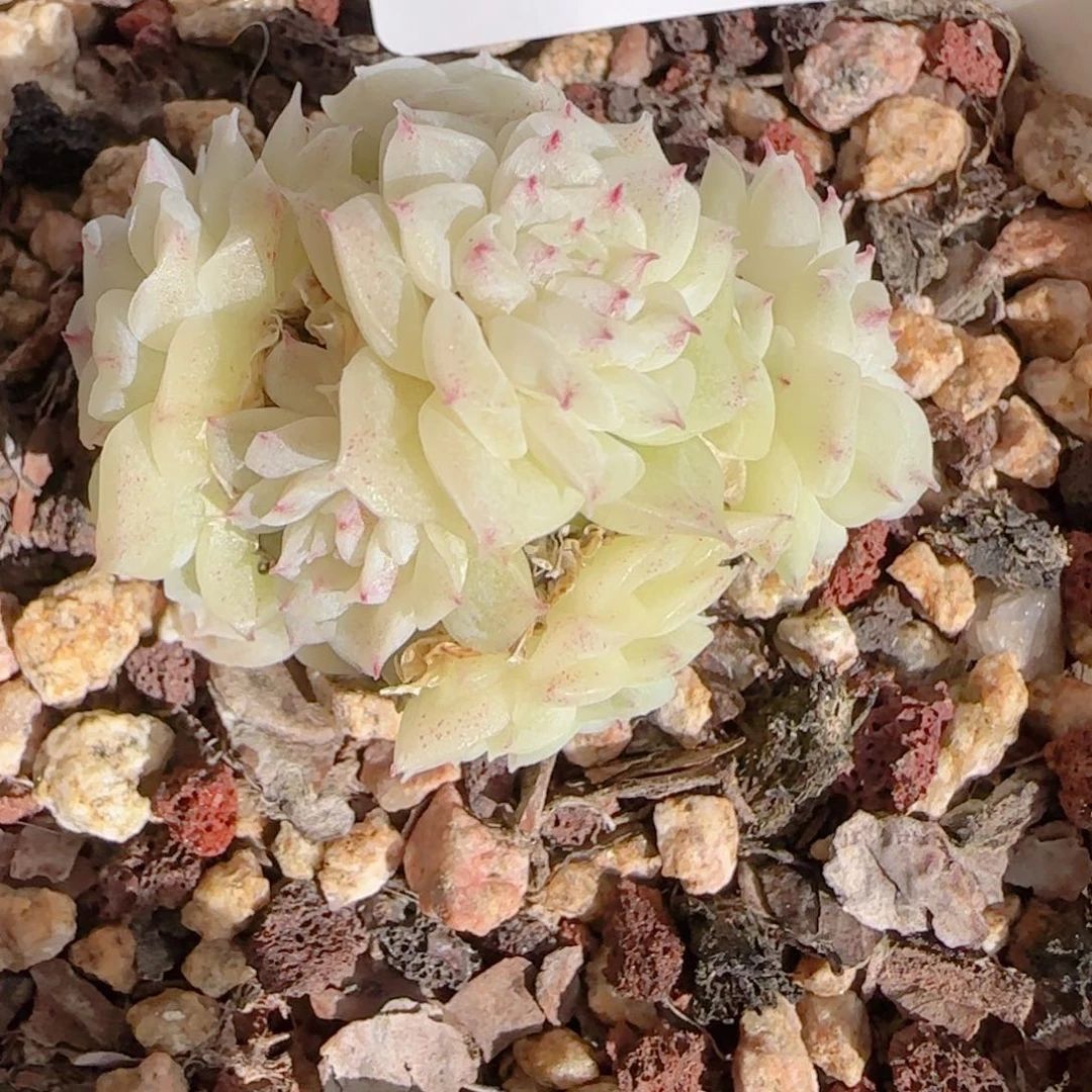 a***a花语多肉1206-212小散