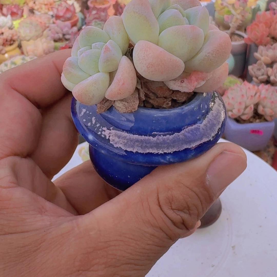 冰玉带盆多肉9.9