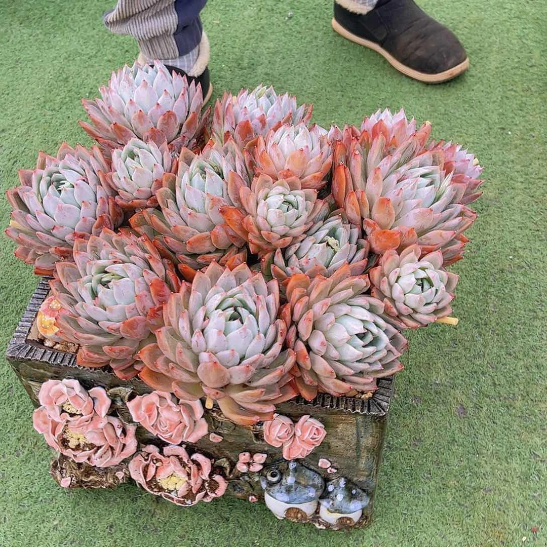 海*多肉蓝火焰海姐不带盆