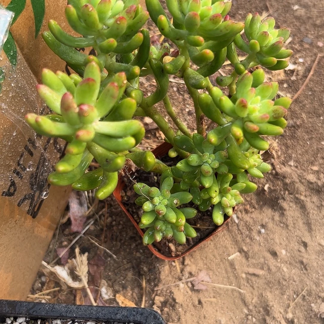 多肉植物多肉植物