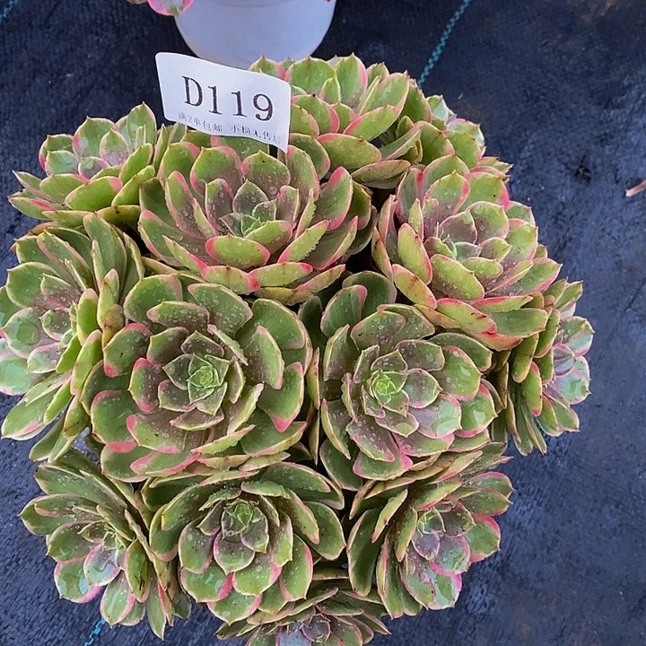 119粉花妖多肉无主头绣球