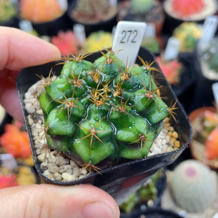 盆5公分满25包邮裸根发货