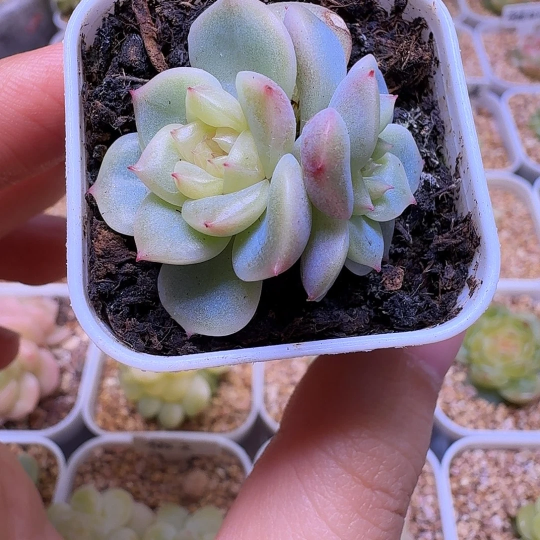 甜心荔枝一物一拍