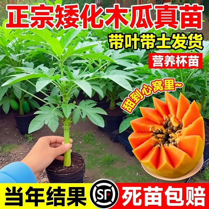 水果木瓜苗矮化冰糖红心木瓜苗四季庭院盆地裁当年结果青木瓜树苗