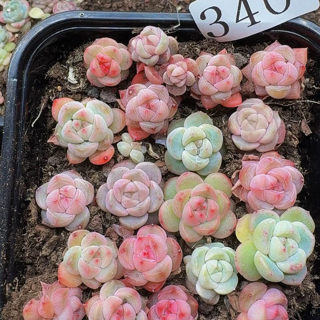 多肉植物多肉植物340