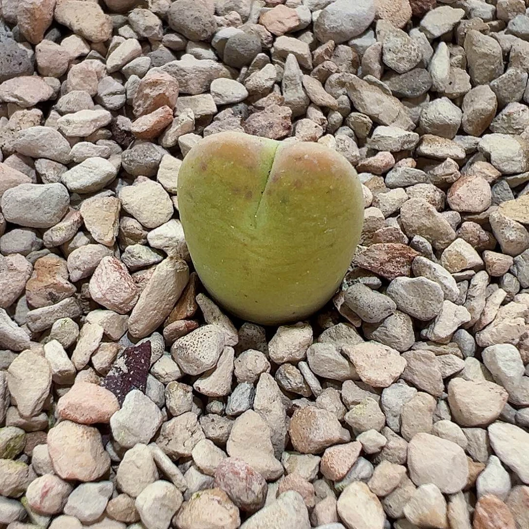 无花朵黄体将杂……