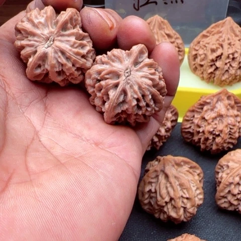 *****陕西秦岭秦闷狮子头