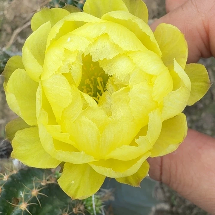 200丽花黄水晶歪2到3公分左右无根侧牙