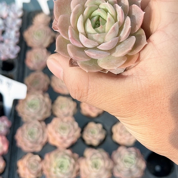 昂斯诺 满10颗包邮