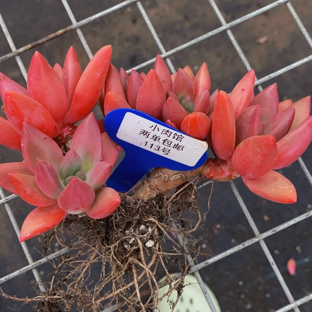 113-精品桃花源多头一个