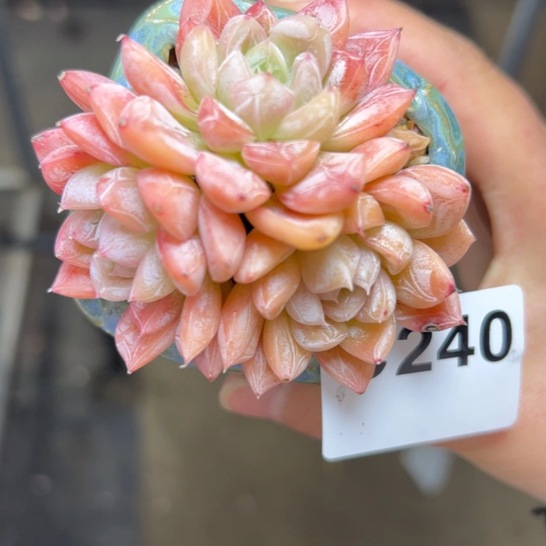 豆***子240 满38包邮一物一拍