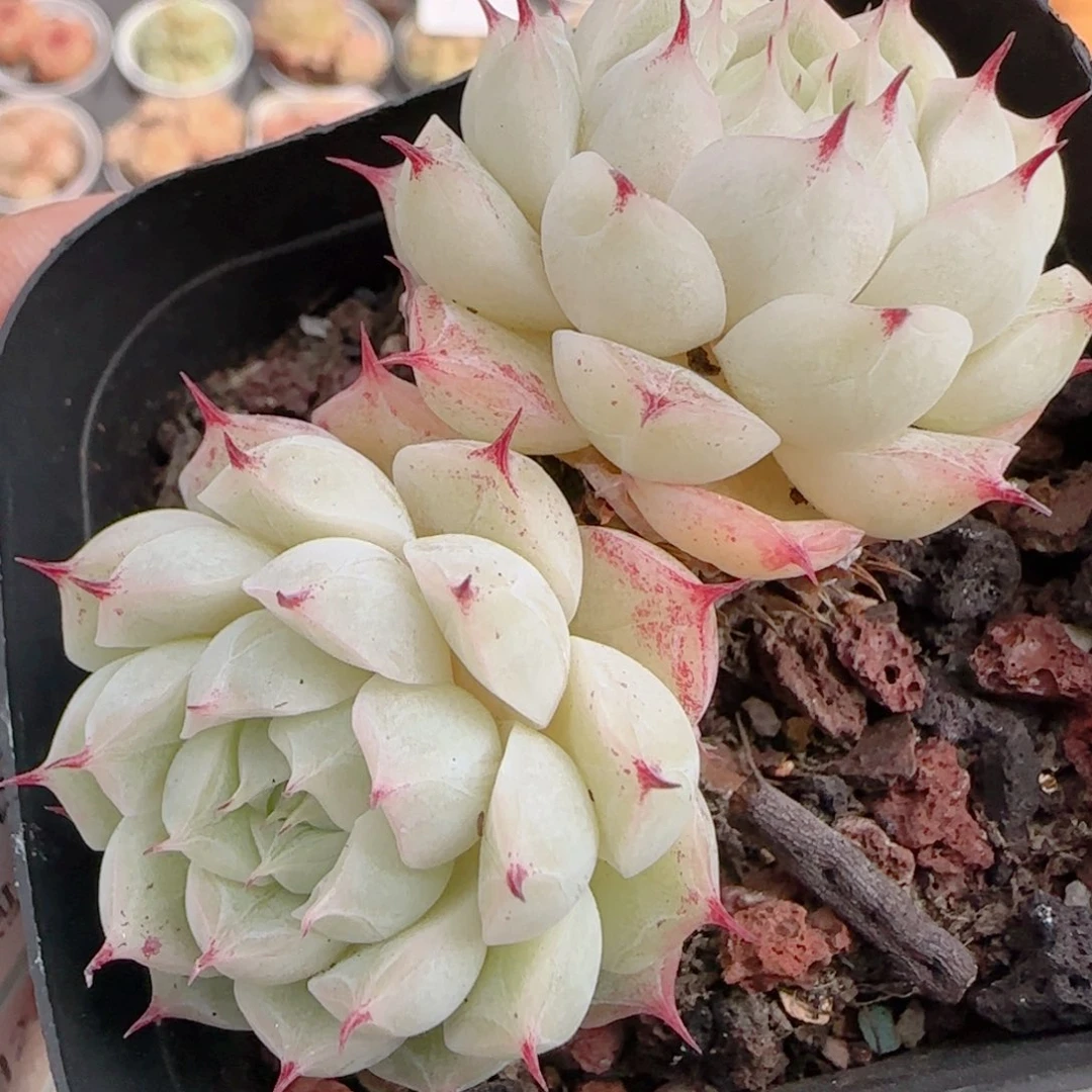 花语多肉1222-139白魔仙包子散