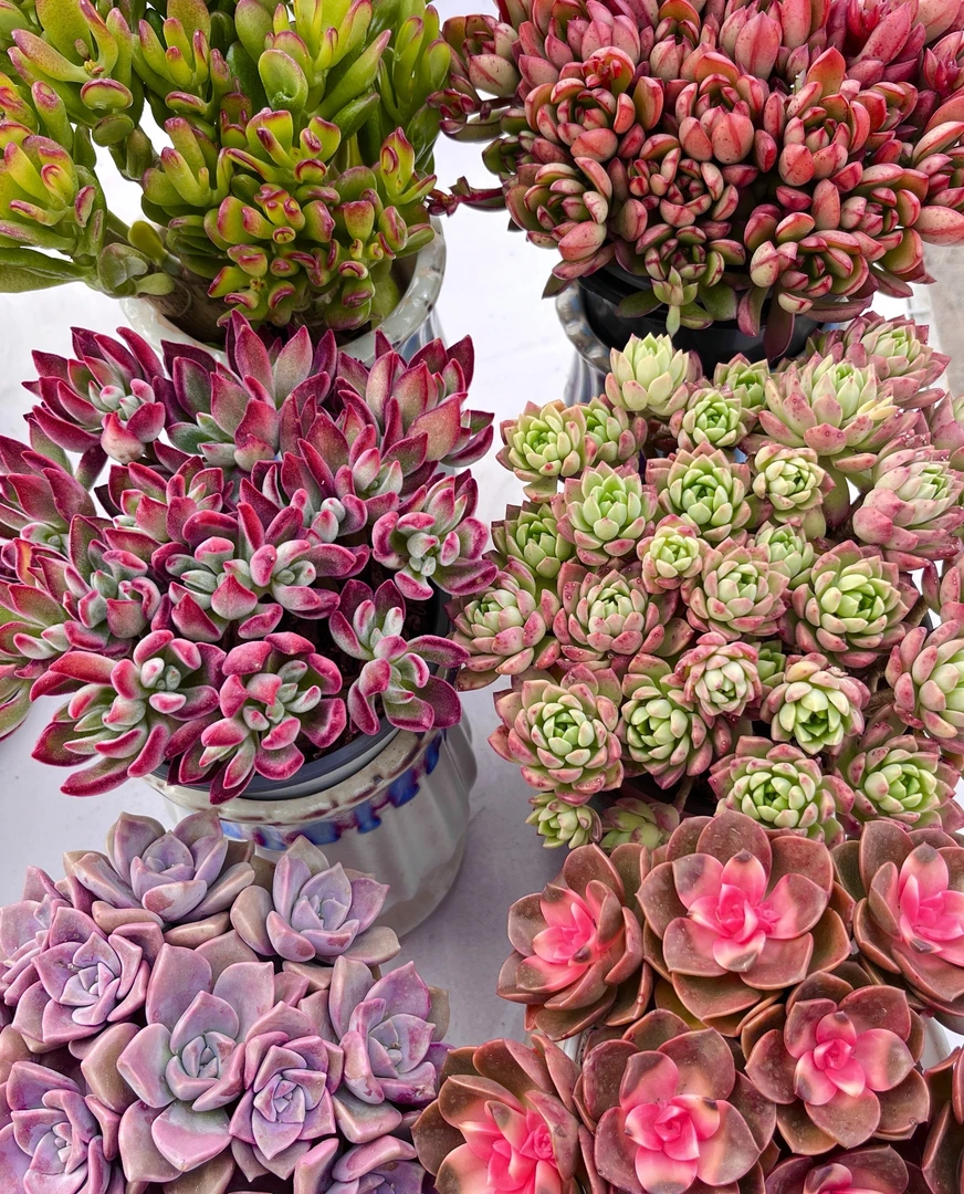 套餐组合 大礼包 新手简单好养活 塑料盆 套餐不参与满赠活动