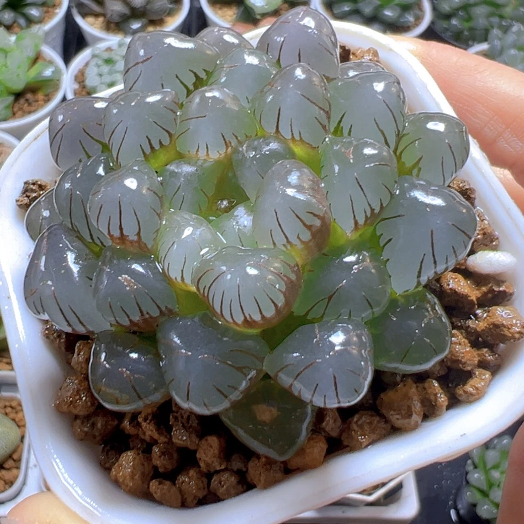 紫姬冰灯玉露多肉多肉