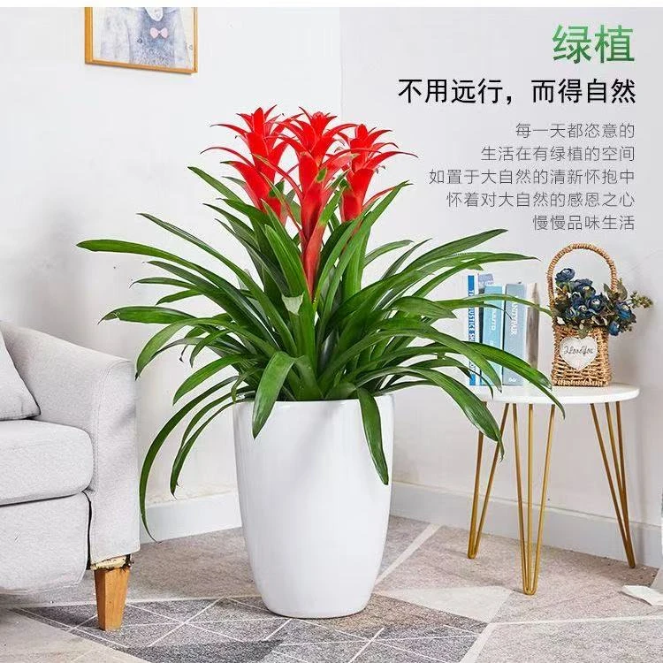 鸿运当头植物带红花凤梨好养植物室内植物