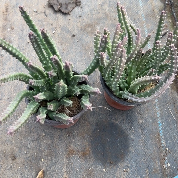 姬牛角，脱土发货，