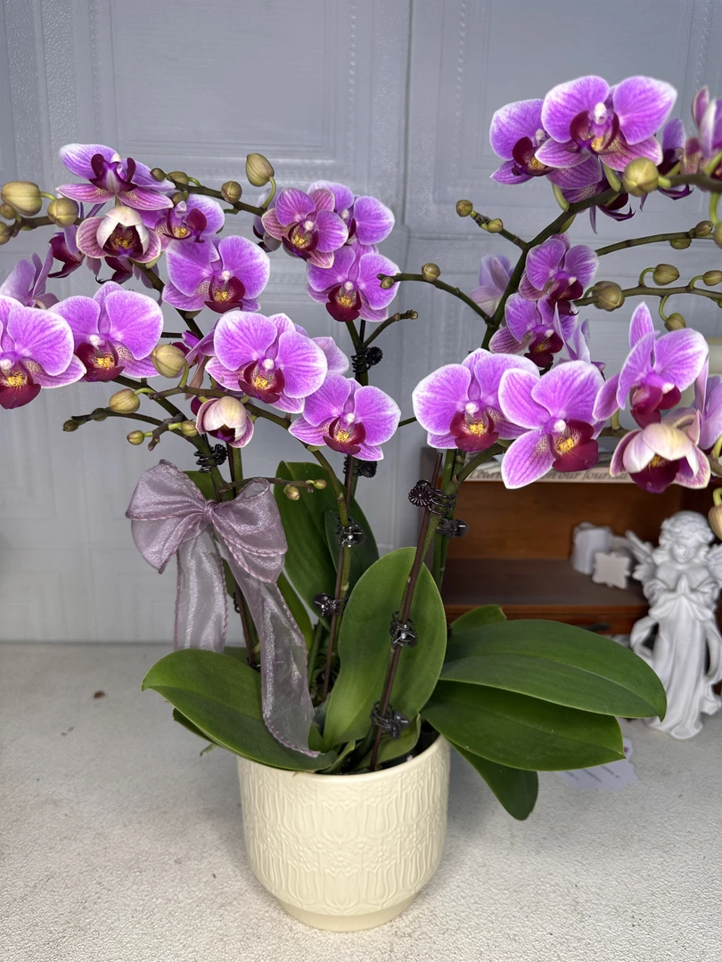 花悦里【小甜甜】带花带花苞带侧枝 室内花花  广州花卉源头基地