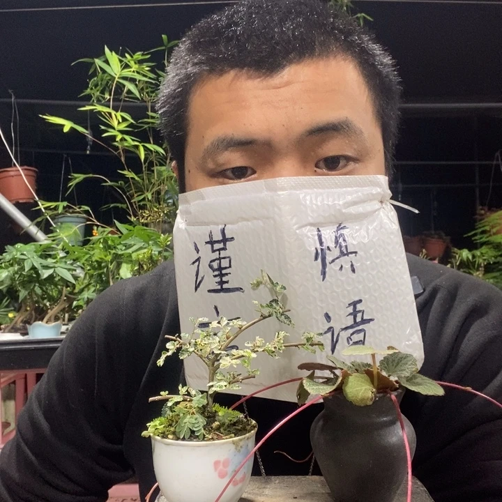 以实际为准盆景绿植盆栽6
