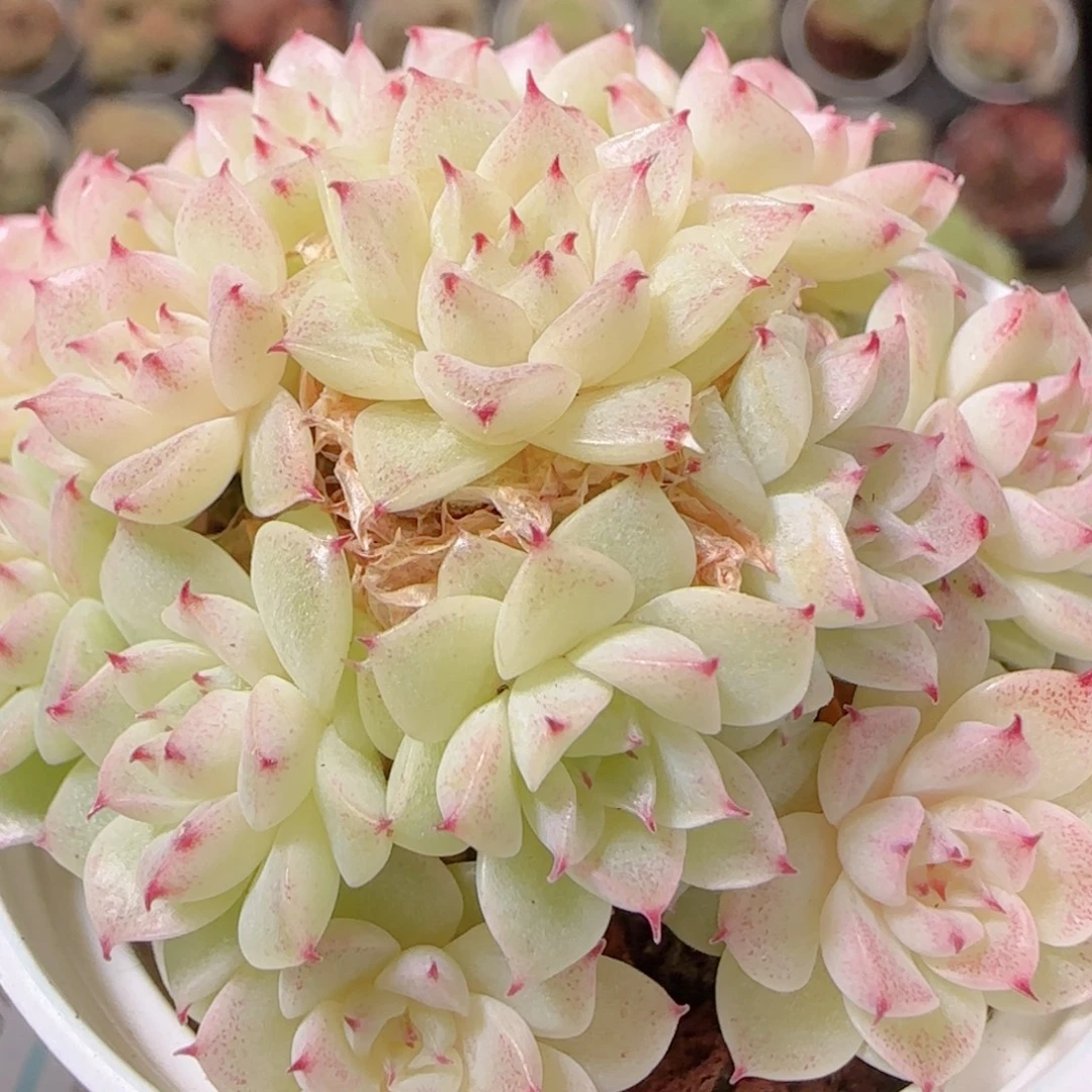 花语逸镜1130-130散