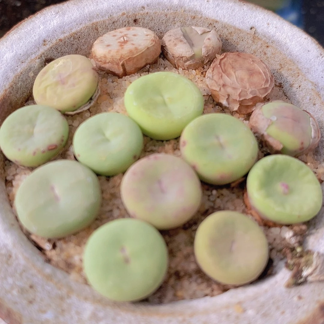 大型小红嘴2颗一组