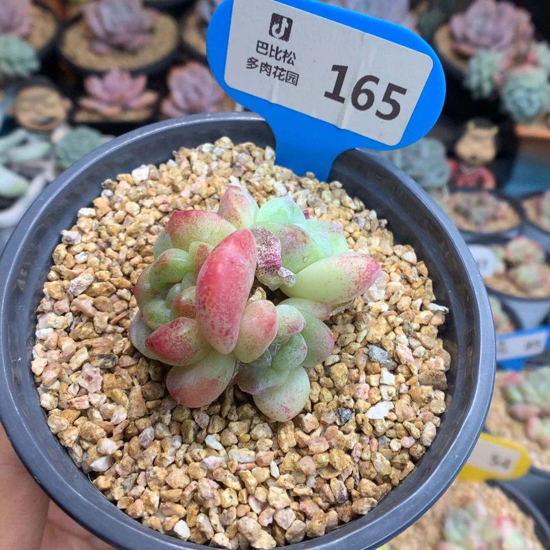 165三头冰玉石化多肉植物