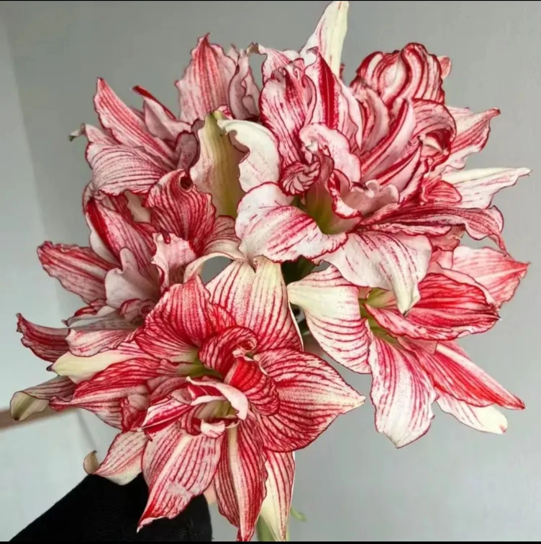 【十二单衣】朱顶红种球5-6厘米