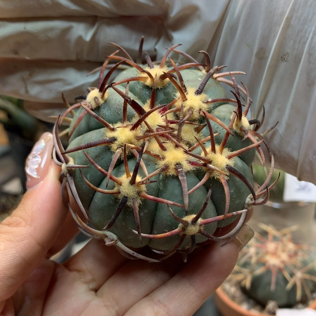 29号   苗接  雷帝 平王(无根)