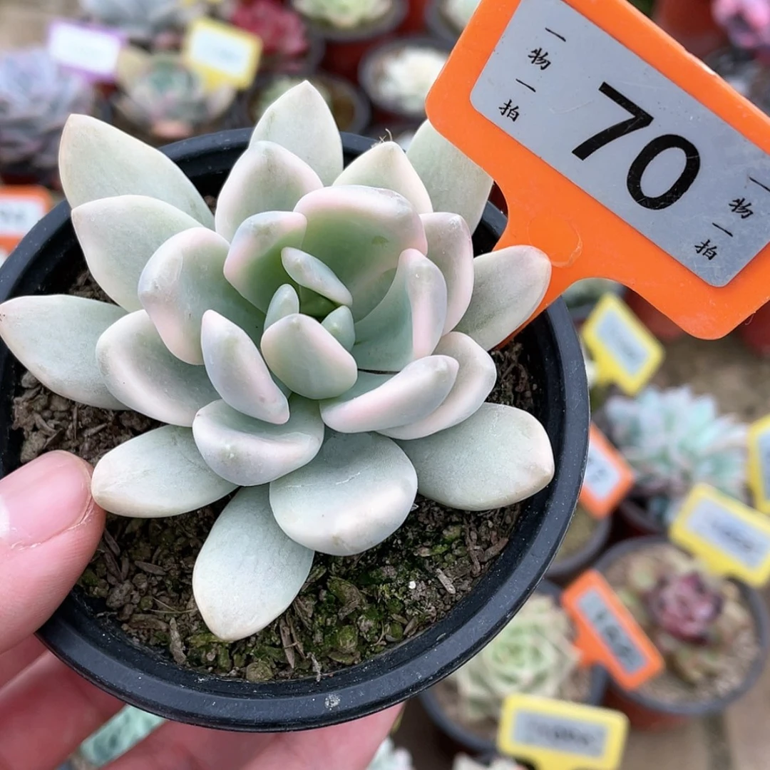 【闪购商品】70号的