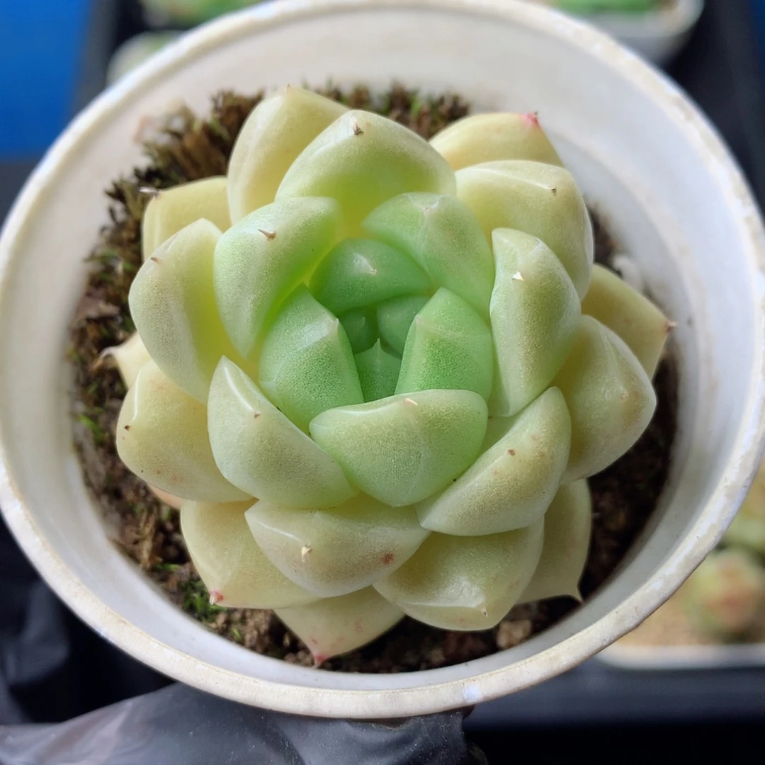 58包邮  群生不包整 111