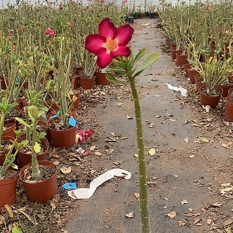 【闪购商品】@**点绿植