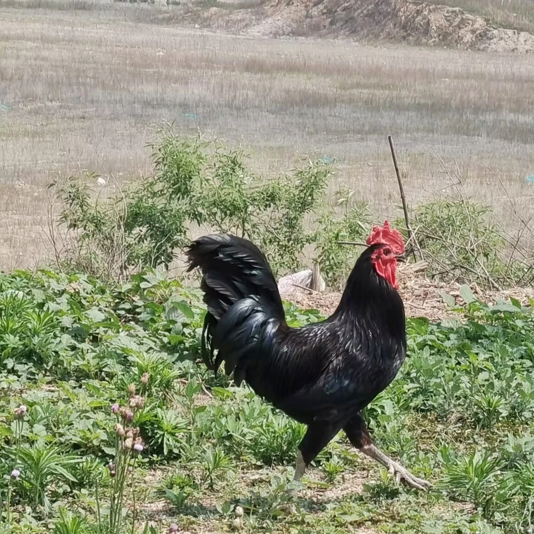 正宗山林散养莱芜黑鸡